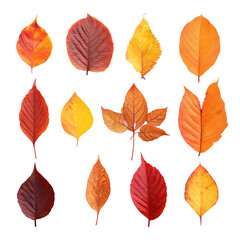 Fototapeta premium Various colorful autumn leaves, beautifully arranged and showcasing a vibrant array of fall colors. The leaves exhibit diverse shapes and textures, creating a visually appealing composition.