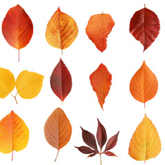 Fototapeta premium Autumnal Leaves: A close-up shot of various colorful leaves during autumn, showcasing the beauty of the season.