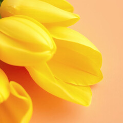 Obraz premium Yellow tulips on soft peach surface greeting card for special occasion