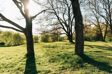 Obraz premium Oak tree in spring in sunny weather