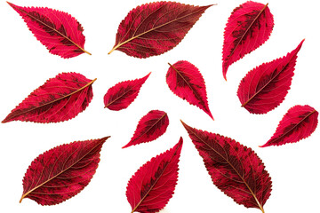 Coleus or Painted Nettles leaves in studio. Isolated on white background.