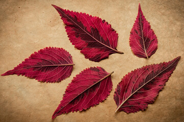 Coleus or Painted Nettles leaves in studio.