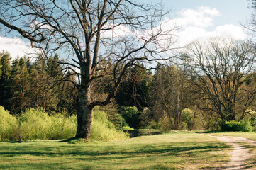 Fototapeta premium Oak tree in spring in sunny weather