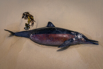Dead dolphin @ Palambak Island, Indonesia © Travel Tips Stories
