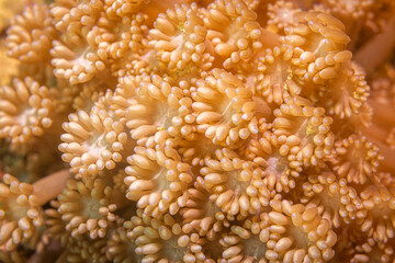Polyps @ Tailana, Indonesia