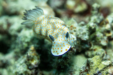 Nudi @ Tailana Island, Indonesia