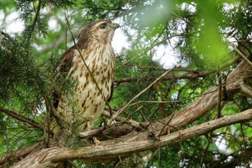 Red shoulder hawk perched in cedar tree hunting prey. 