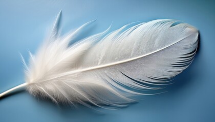 Obraz premium delicate white feather on blue background for minimalist web design, spring branding, print materials, nature graphics, or soft style digital artwork