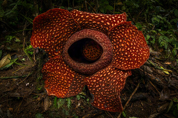 Rafflesia Arnoldii @ Sumatra, Indonesia