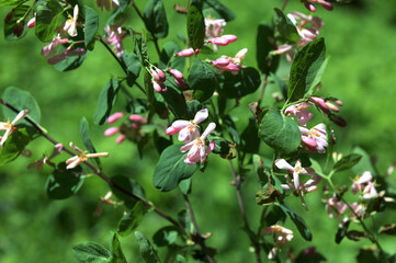 Wild blooming bush Lonicera tatarica