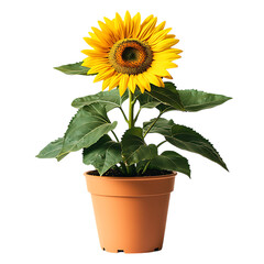 Obraz premium A Bright Potted Sunflower Plant with Large Yellow Bloom Isolated on Transparent Background