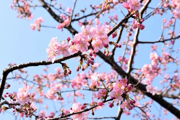 Pink Cherry Blossoms Under Clear Spring Sky in Tokyo, Japan