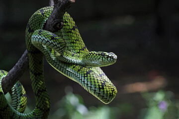 Sumatran pit viper on a branch, Trimeresurus sumatranus