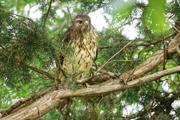 Red shoulder hawk perched in cedar tree hunting prey. 