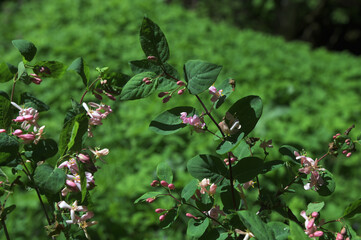 Wild blooming bush Lonicera tatarica