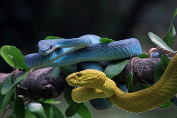 Yellow and blue white-lipped viper on a branch, Trimeresurus insularis
