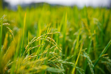 Lush green rice fields in thailand highlighting agricultural industry practices