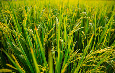 Obraz premium Lush rice fields in thailand's agricultural landscape