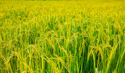 Aerial top view Lush green rice fields