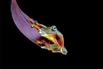 flying tree frog sitting on a leaves, close-up of java tree frogs, rhacophorus reinwardtii