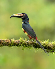 The collared aracari or collared araçari (Pteroglossus torquatus) is a near-passerine bird in the toucan family Ramphastidae. It is found from Mexico to Colombia and Venezuela. 