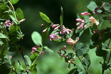 Wild blooming bush Lonicera tatarica