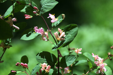 Wild blooming bush Lonicera tatarica