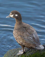 Harlequin duck