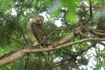 Red shoulder hawk perched in cedar tree hunting prey. 