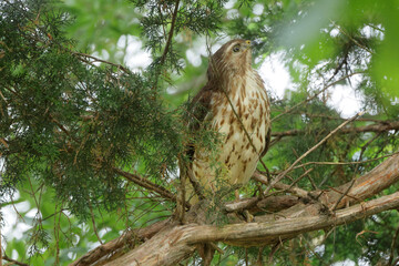 Red shoulder hawk perched in cedar tree hunting prey. 