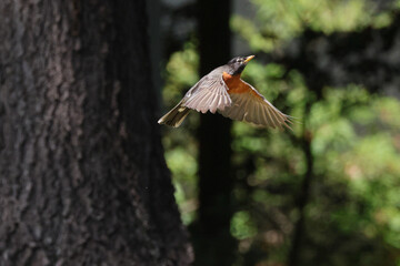 Robin inflight. 