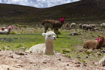 A herd of llamas resting in the pastures on the Altiplano, Peru