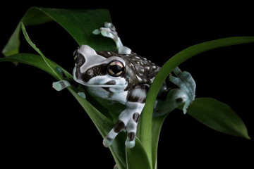 Blue milk frog sitting on leaves (Trachycephalus resinifictrix), Amazon milk frog isolated on black background