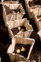 disposable planting sweet corn grains in fertile soil in biodegradable pots
