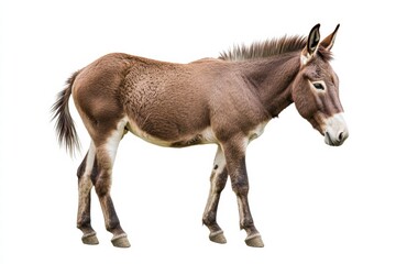 High-detail brown donkey cutout, realistic animal portrait for versatile use.