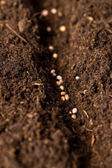 planting radish seeds in soil with peat, closeup , peat in which radish seeds are planted