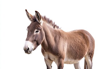 High-detail brown donkey cutout, realistic animal portrait for versatile use.