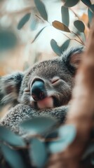 Fototapeta premium Sleeping koala bear portrait adorable animal wildlife nature photography eucalyptus tree cute marsupial