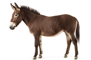 Ultra-realistic brown donkey isolated on white, perfect for creative projects
