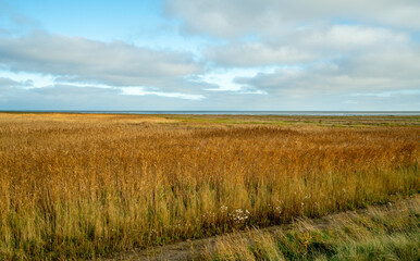 Nature reserve at the coast of the Wadden sea on Vlieland island, Netherlands
