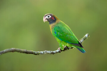 brown-hooded parrot (Pyrilia haematotis) is a species of bird in subfamily Arinae of the family Psittacidae, the African and New World parrots. It is found from Mexico to Colombia