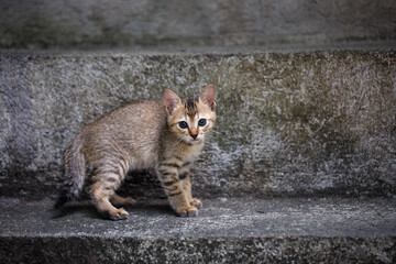 Stray kitten on weathered concrete stairs