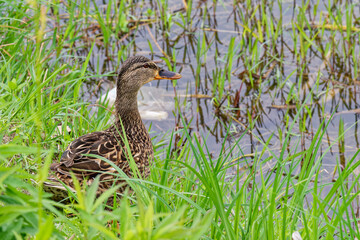 duck along the river close-up