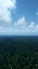 Vast Forest Landscape Under Cloudy Sky