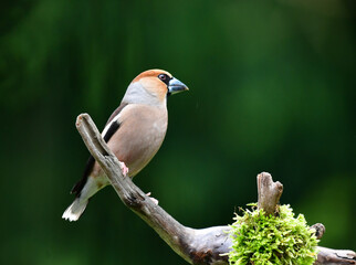 Kernbeisser Männlich