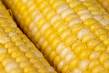 sweet corn for cooking and cooking with juicy yellow grains wet in drops of water