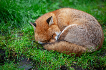 Beautiful adult red fox Vulpes vulpes in the spring orest, natural habitat environment, Wild Ireland.