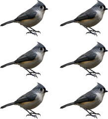 Titmouse collection of isolated on white background vector illustration. 