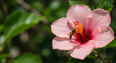 Obraz premium Bee Gathering Pollen from a Light Pink Flower in Garden