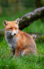 Beautiful adult red fox Vulpes vulpes in the spring forest, natural habitat environment, Wild Ireland